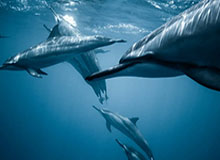 英雄联盟总决赛-西安WE.九幽：队友可以更激进一点